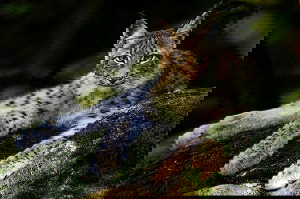 Lynx