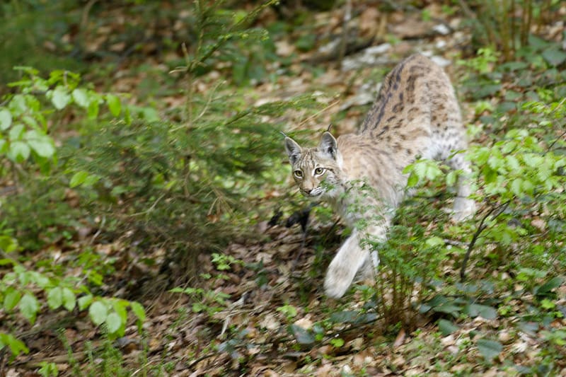 Lynx