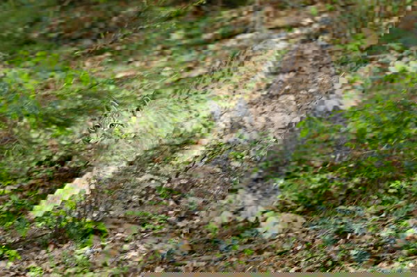 Lynx