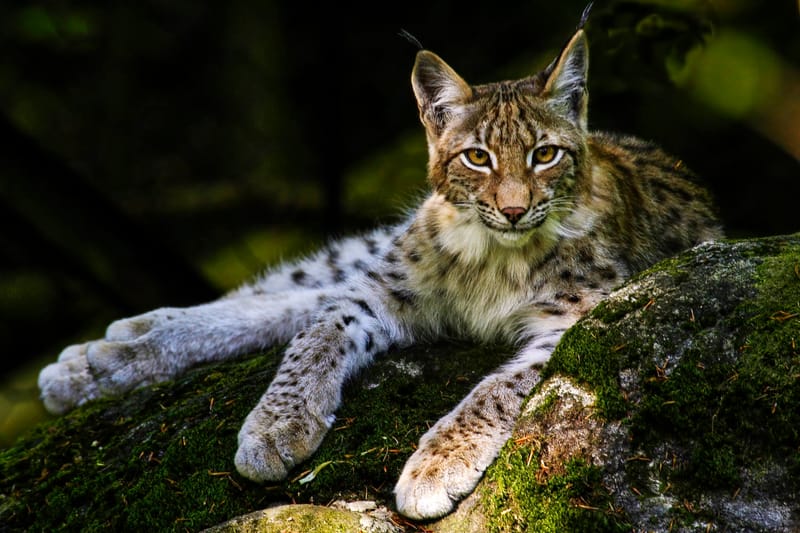 Lynx