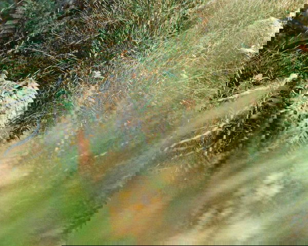 Lynx