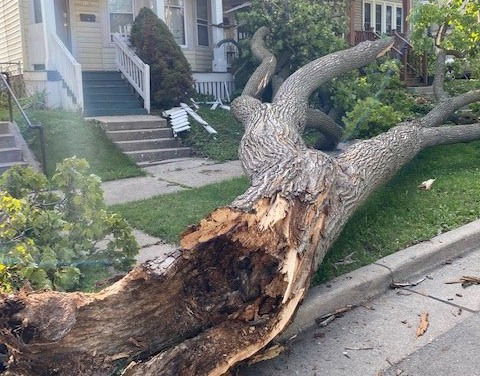 Tree Risk Assessment