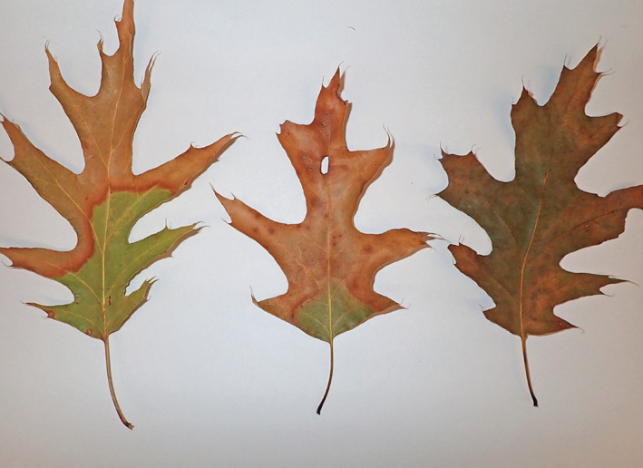 Oak Wilt and Bur Oak Blight