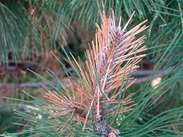 Pine Diseases