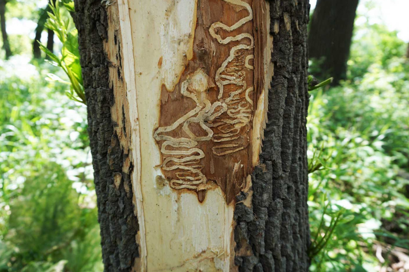 Emerald Ash Borer Control