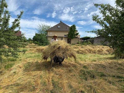 PŘÍSPĚVEK