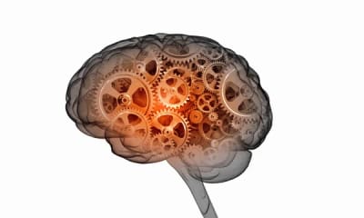 psilocybe cybensis  image