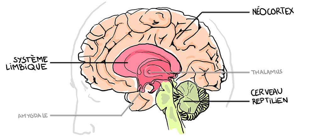 Comment fonctionnent les émotions dans notre cerveau ?