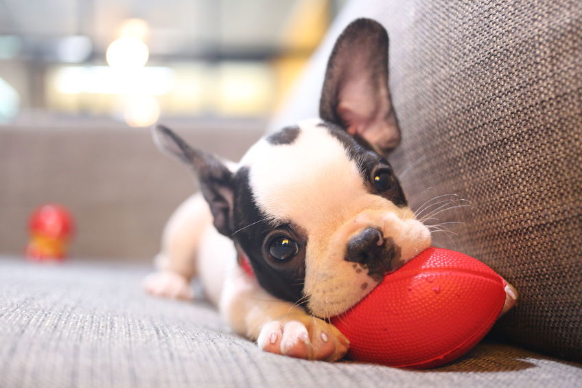 L'importance de la mastication chez le chien