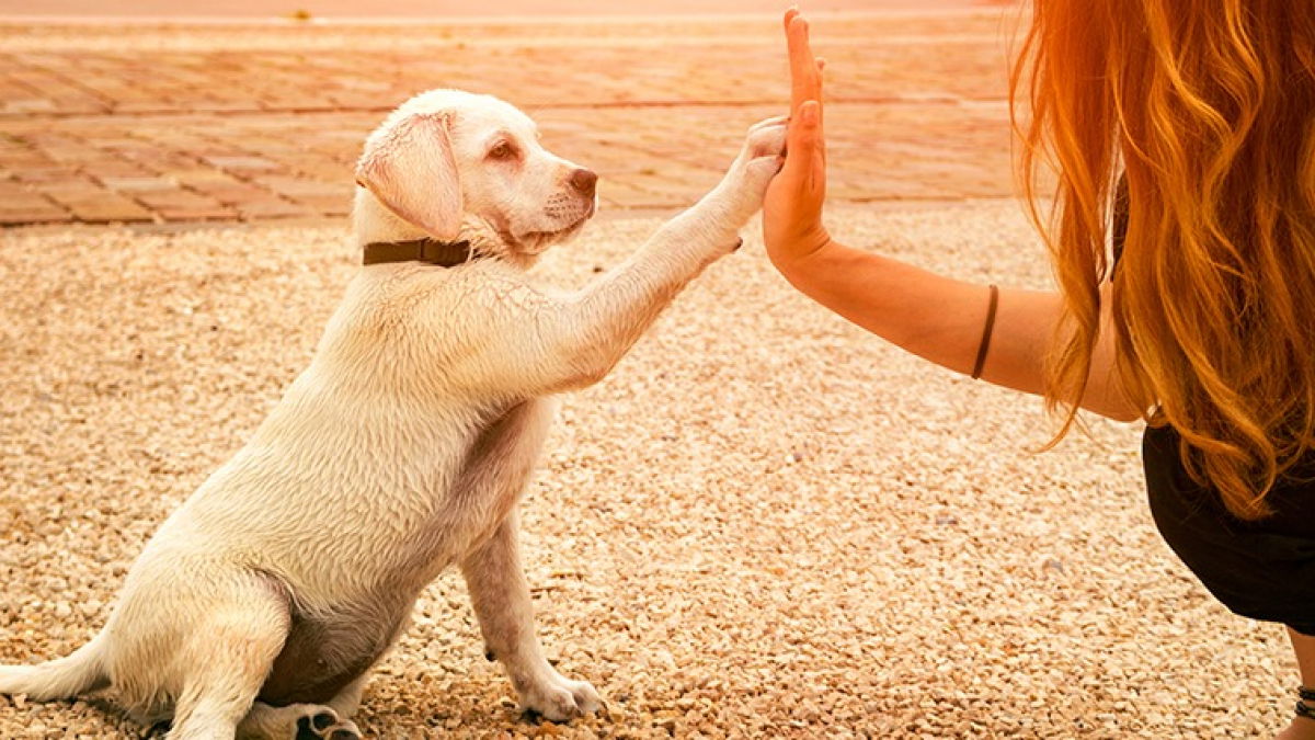 POURQUOI EDUQUER SON CHIEN?