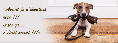 10 Régles de bases pour bien éduquer son chien