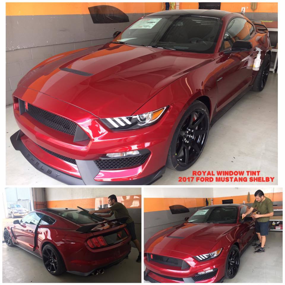 Mustang Shelby Tinting