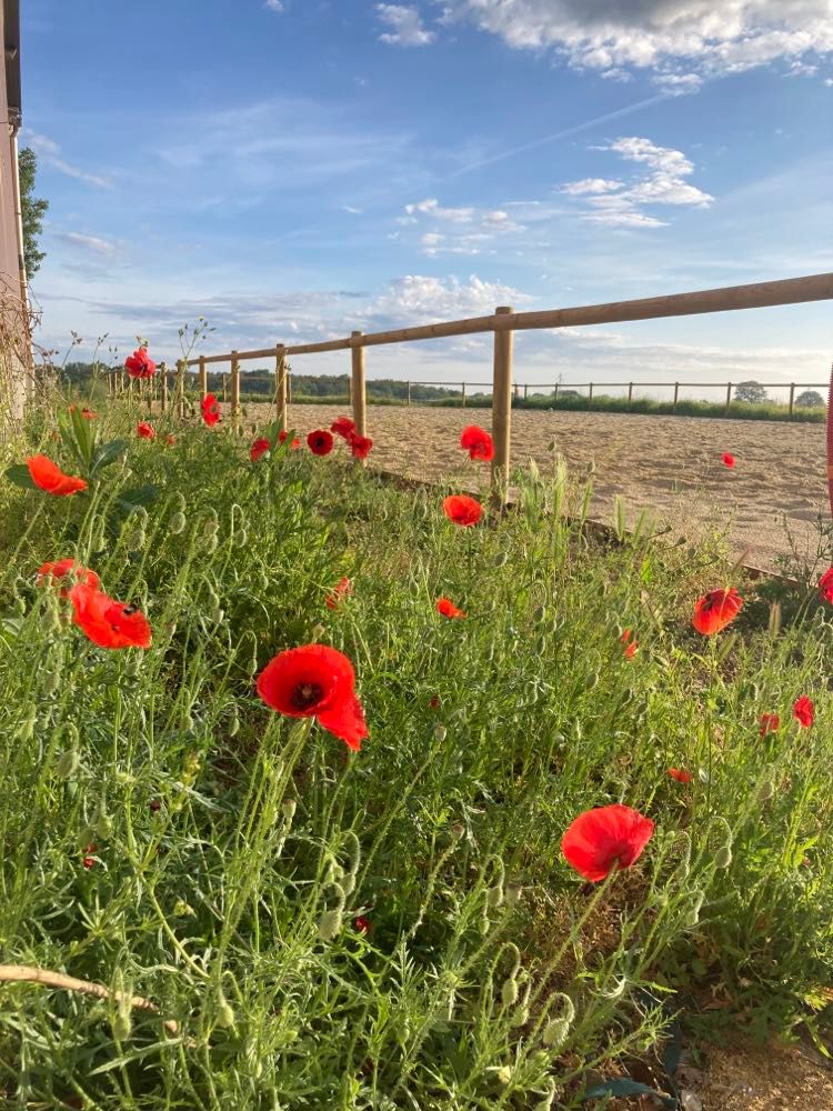 Carrière en sable de fontainebleau