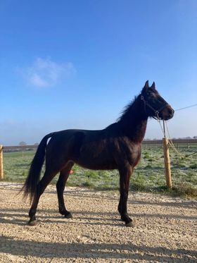 Kurades de Fredleau (TF)