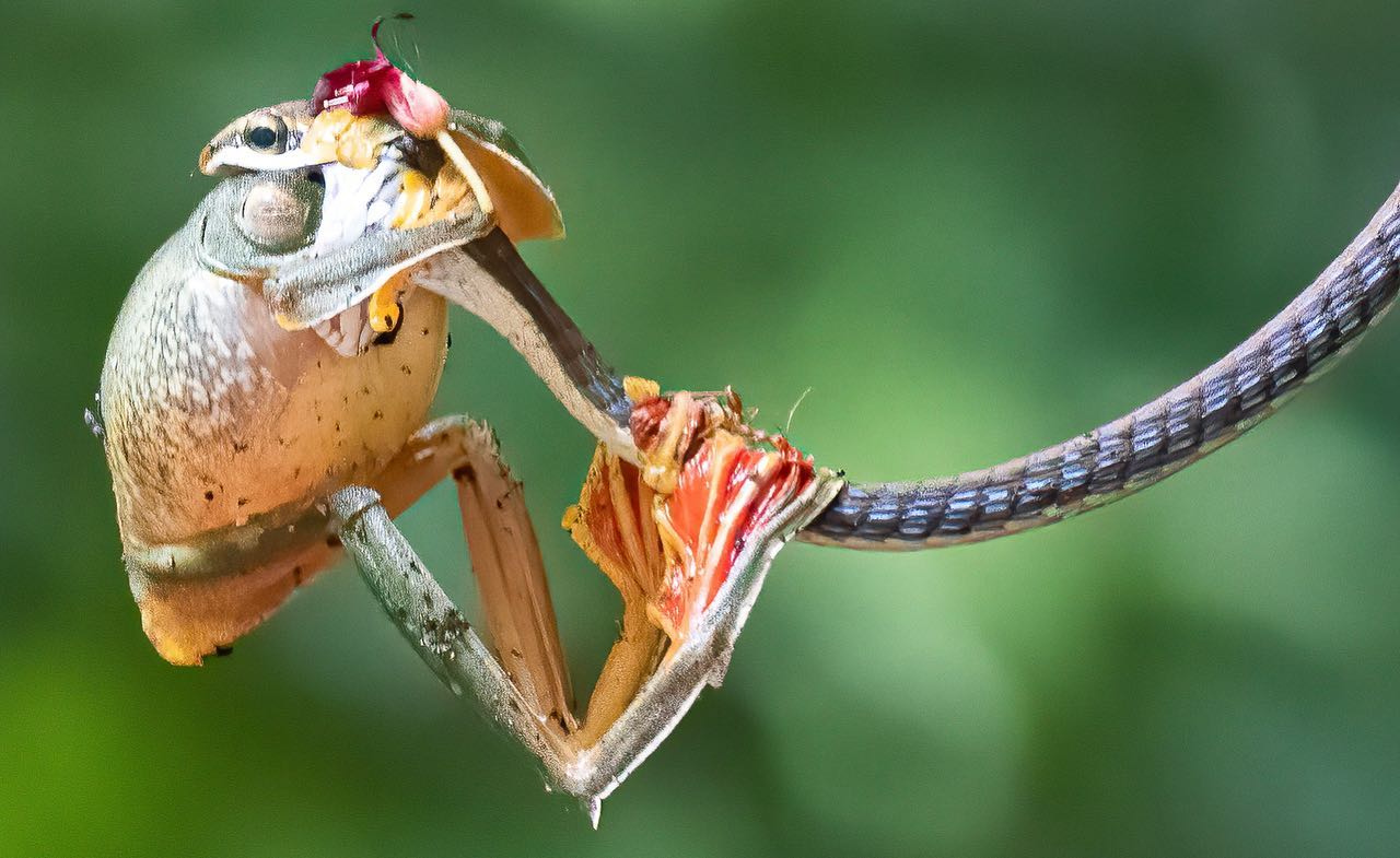 Bronzeback Tree Snake with Malabar gliding frog