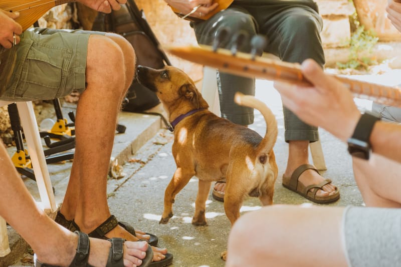 σεμινάριο μπουλγαριού
