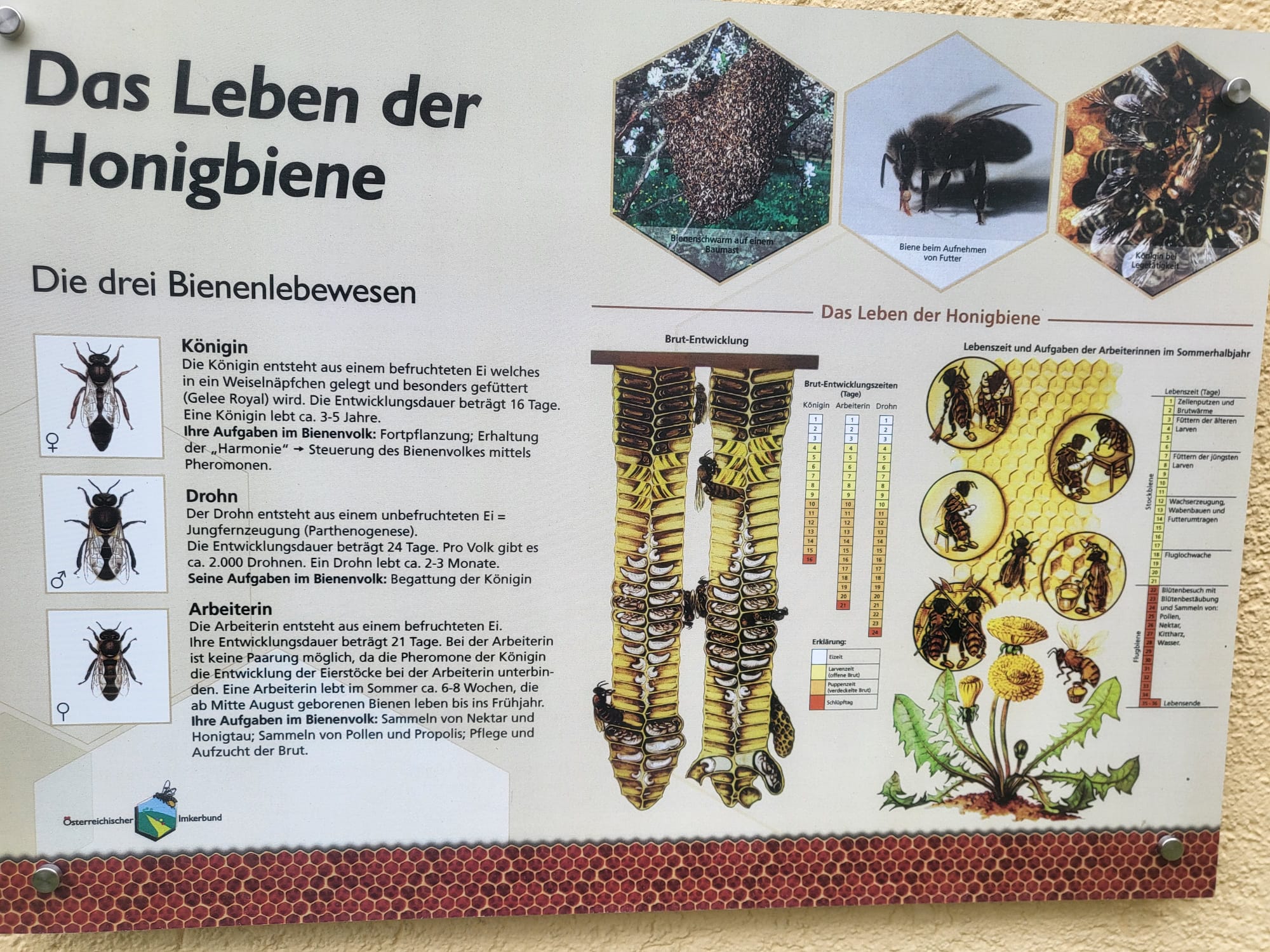 Die Entstehung des Honigs