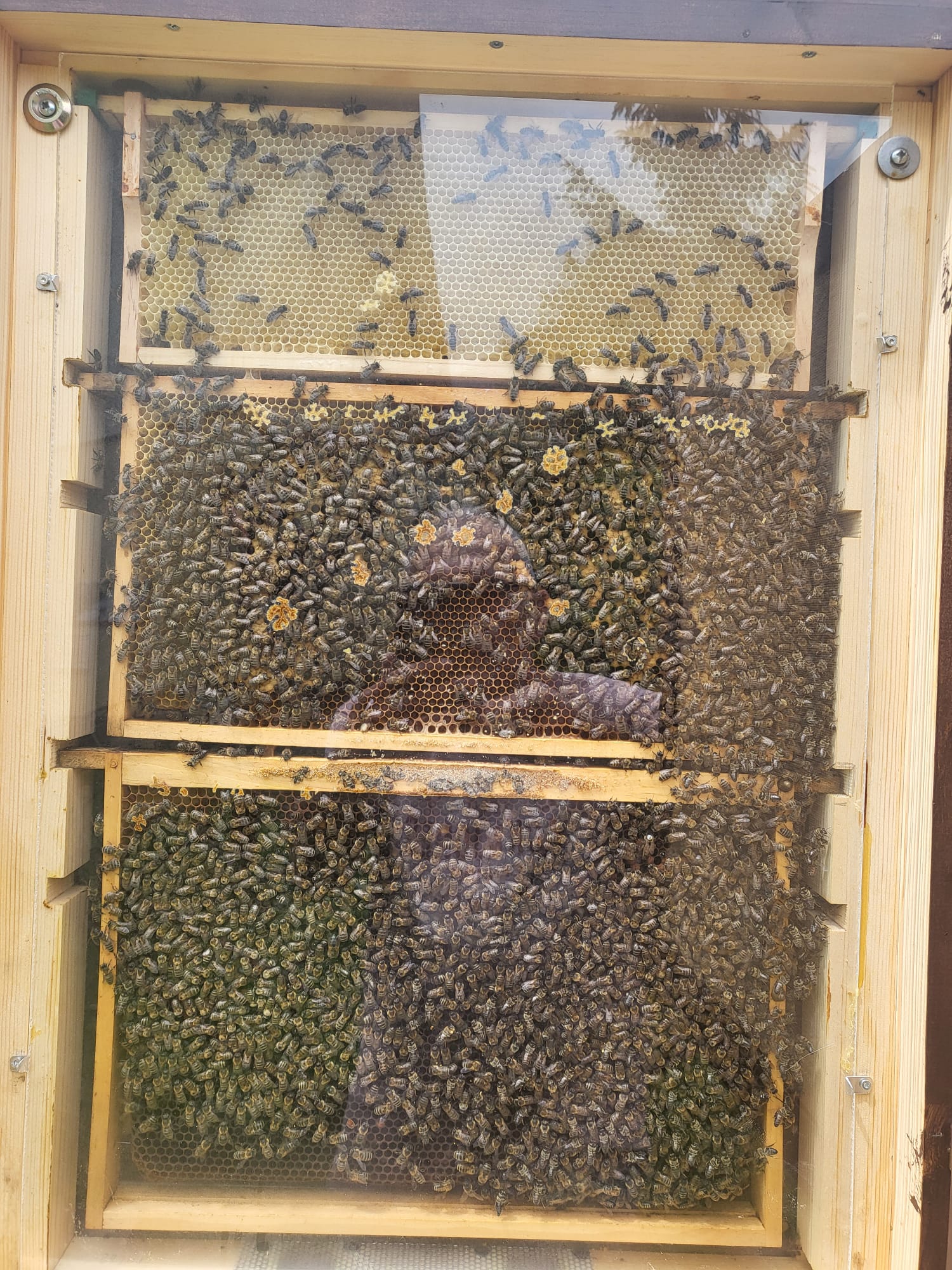 Die Entstehung des Honigs