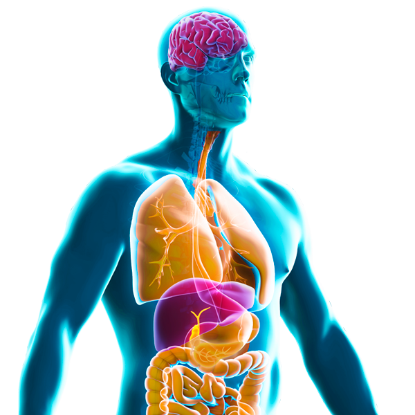 l'Intéroception : Écouter le Langage Silencieux de Notre Corps