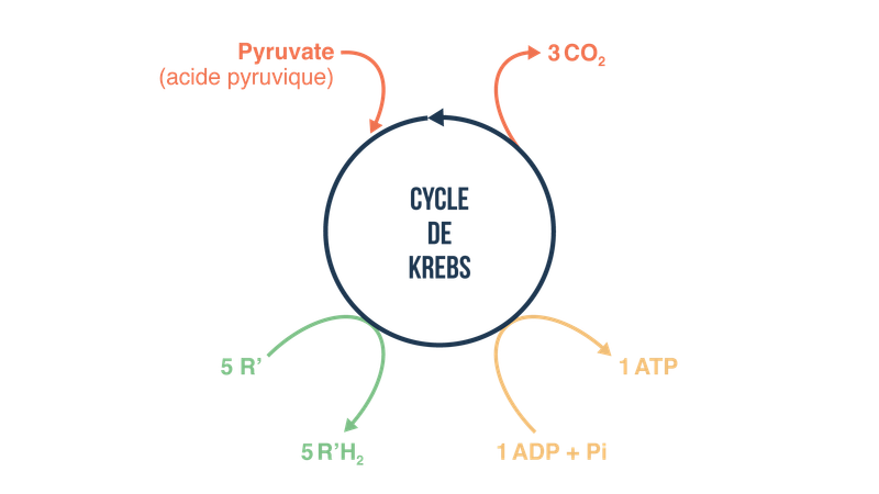le Cycle de Krebs: Le Moteur Métabolique de la Vie