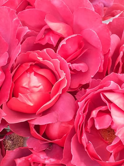 Introduction to Rosen Method - 30th Sept 2023