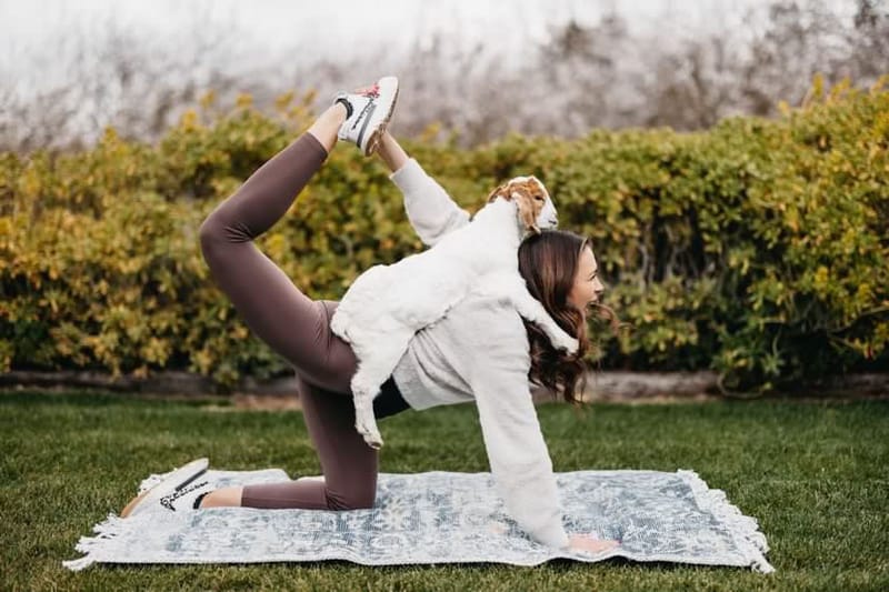 Sunset Goat Yoga
