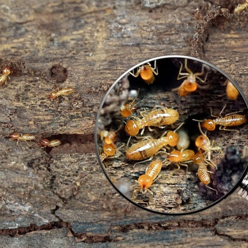 Diagnostic Termites