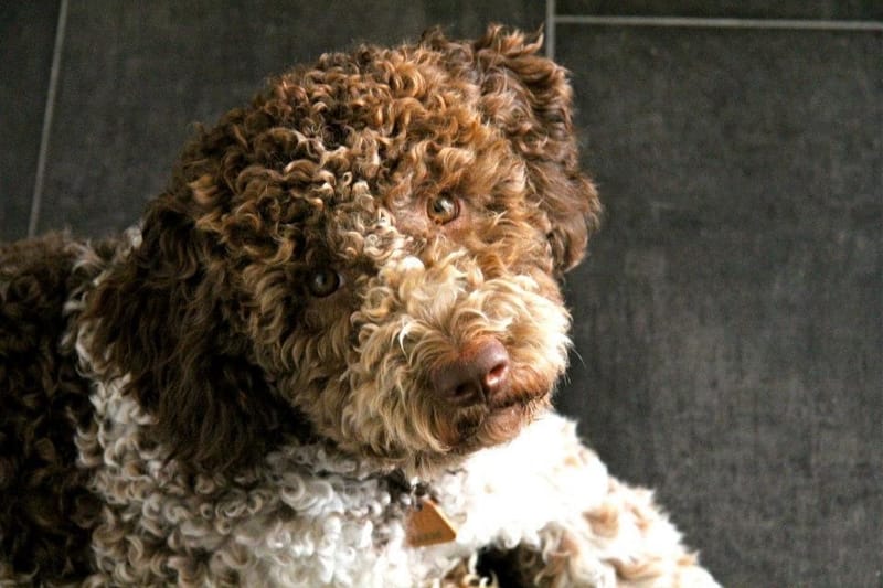 🐾 Kommunikation Tierkommunikation auf Herz- und Geist-Ebene