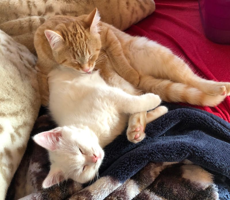 Bachblüten, Pomander, Ätherischeöle