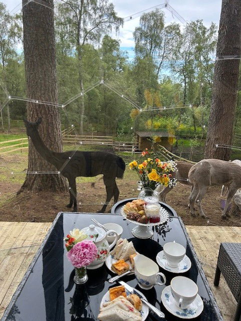 Alpaca Afternoon Tea or Brunch