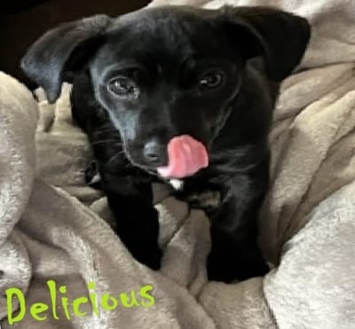 facts about raw freeze-dried beef liver beef liver image