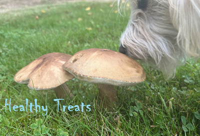 Homemade in the pacific northwest image