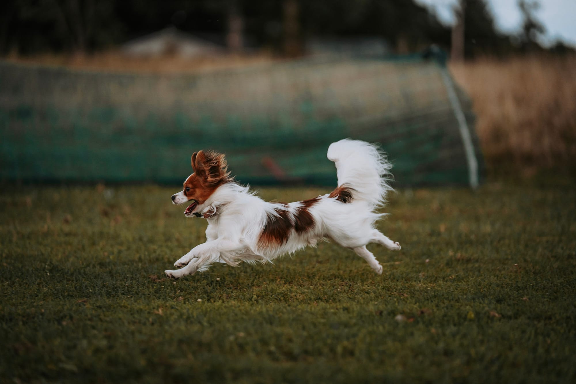 J’Adore Zelicaon Walter’s Perfect Memory FDC FCAT TKN ATT RATS FTI CAA