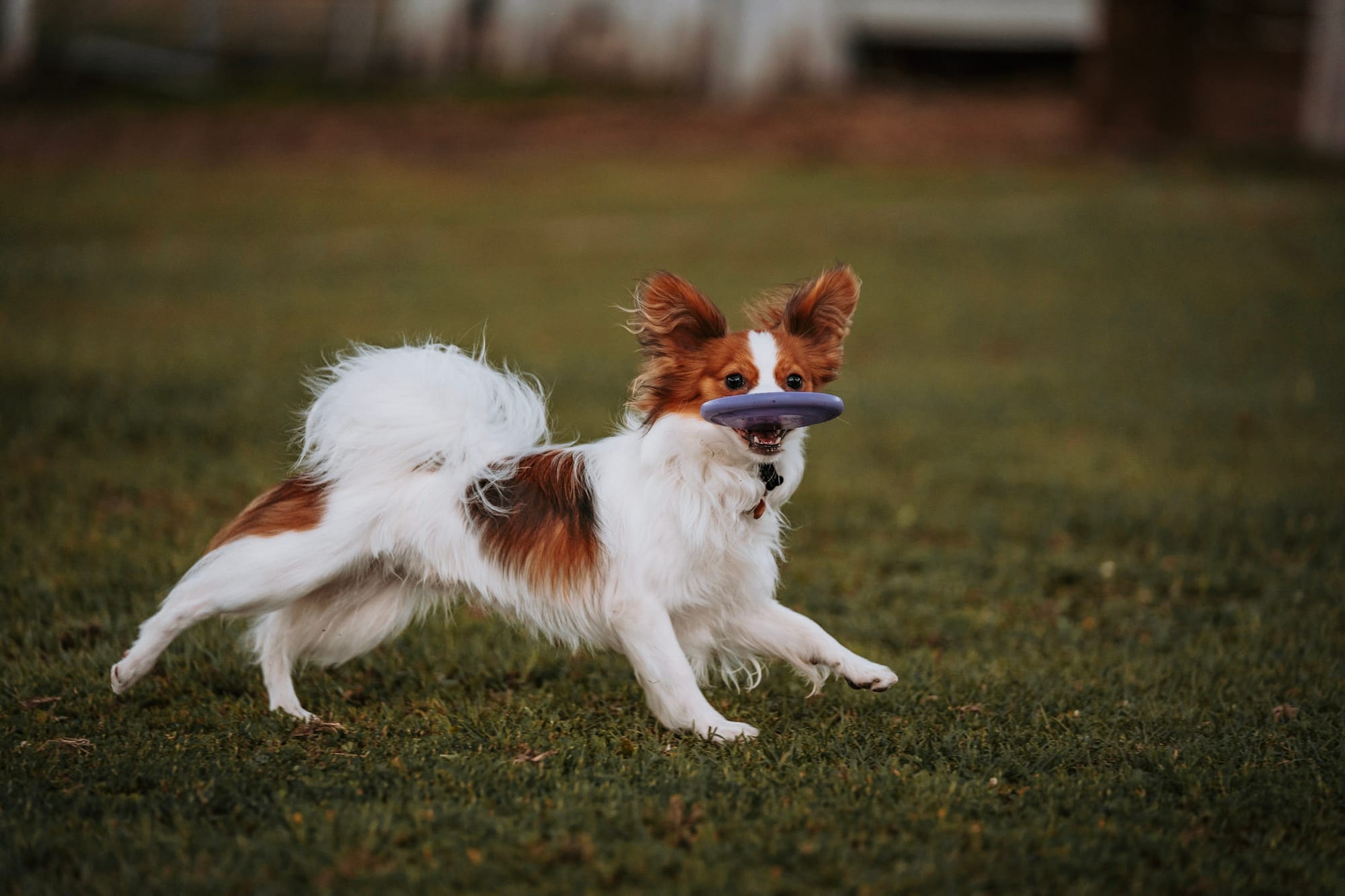 J’Adore Zelicaon Walter’s Perfect Memory FDC FCAT TKN ATT RATS FTI CAA