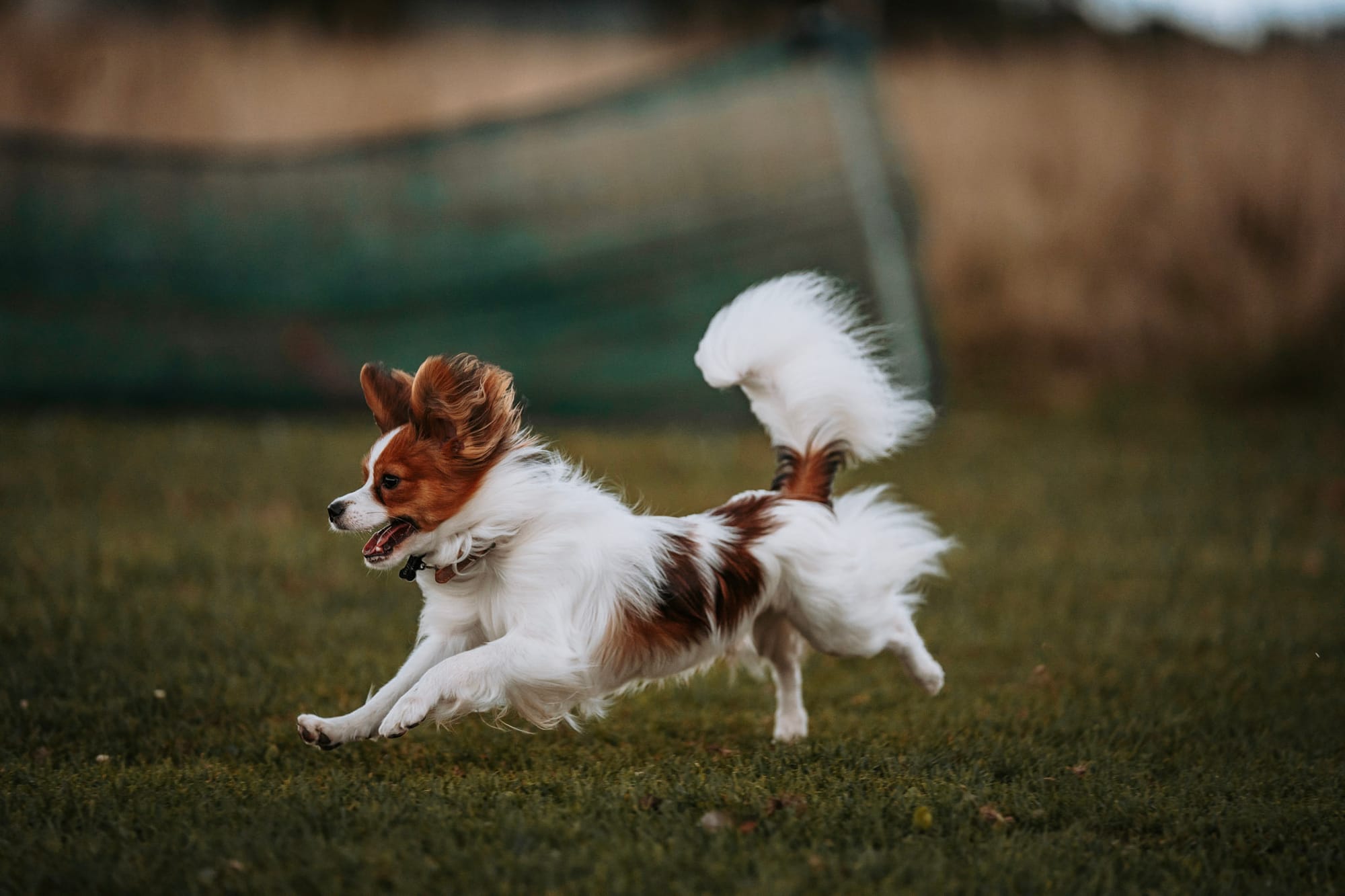 J’Adore Zelicaon Walter’s Perfect Memory FDC FCAT TKN ATT RATS FTI CAA