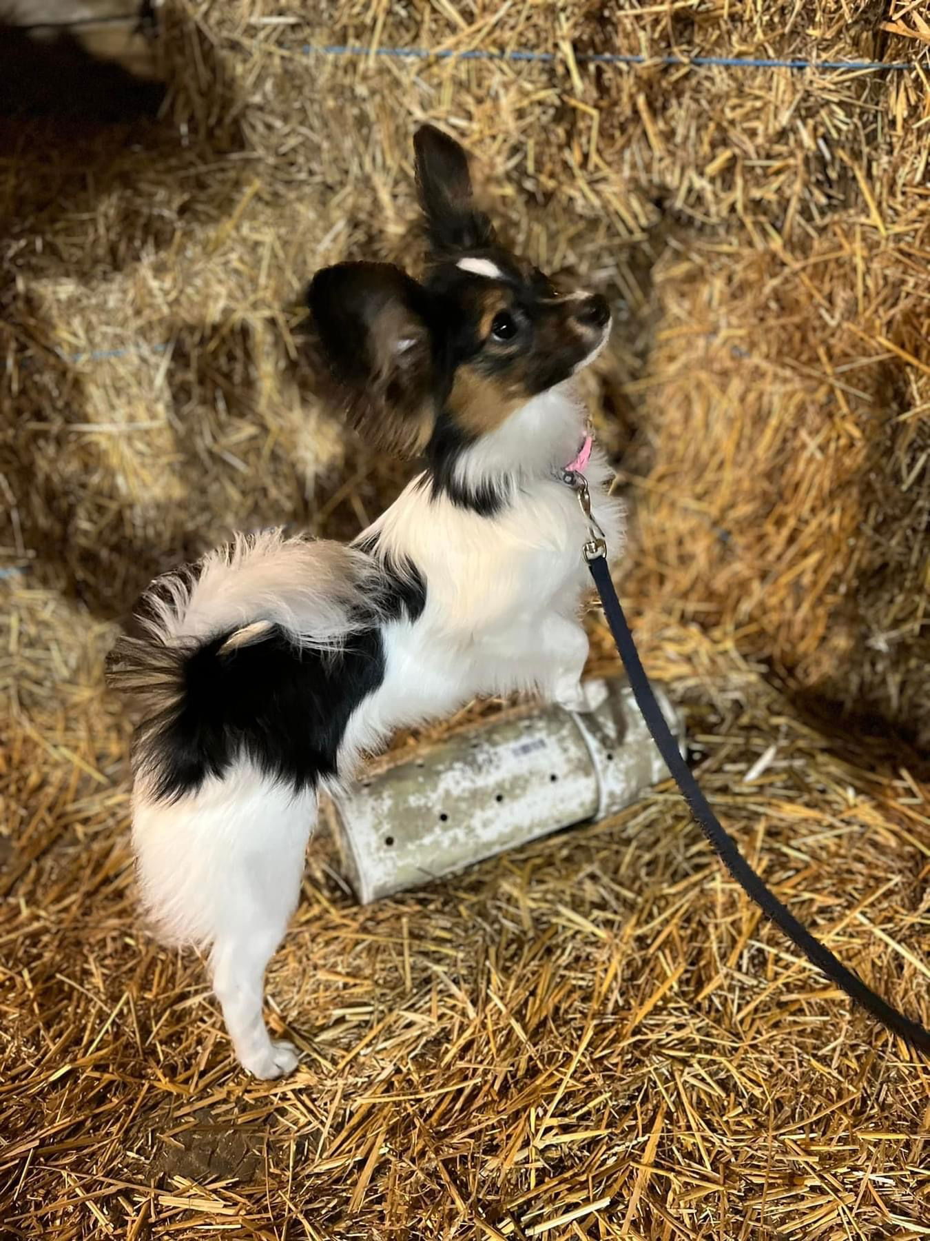 J’Adore Life’s Perfect Journey BN CD RE FDC XF AX AXJ CAA FCAT CGCA CGCU TKA RATS VHMA FTI DN DJ SSB VPA VSWB