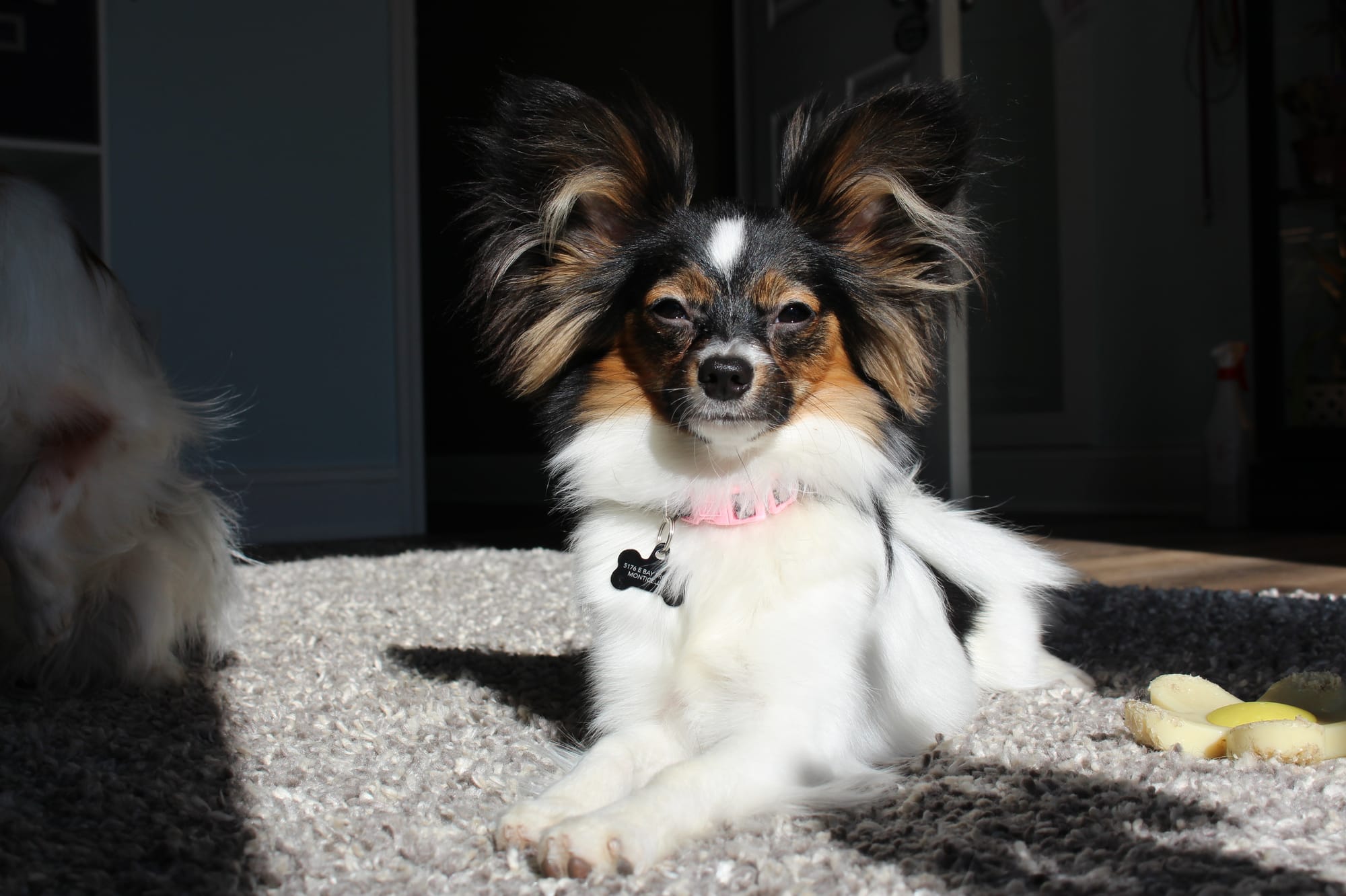 J’Adore Life’s Perfect Journey BN CD RE FDC XF AX AXJ CAA FCAT CGCA CGCU TKA RATS VHMA FTI DN DJ SSB VPA VSWB