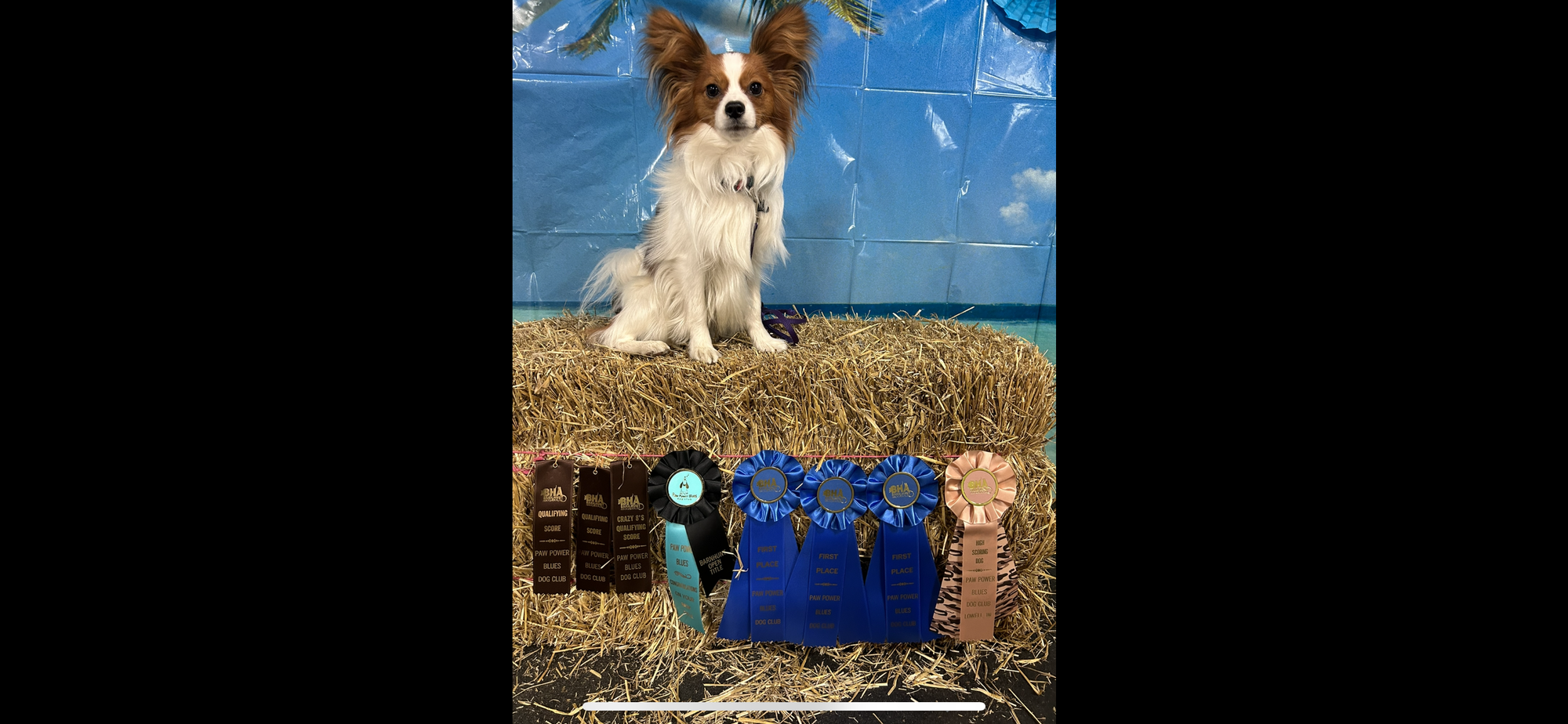 J’Adore Zelicaon Walter’s Perfect Memory FDC FCAT TKN ATT RATS FTI CAA