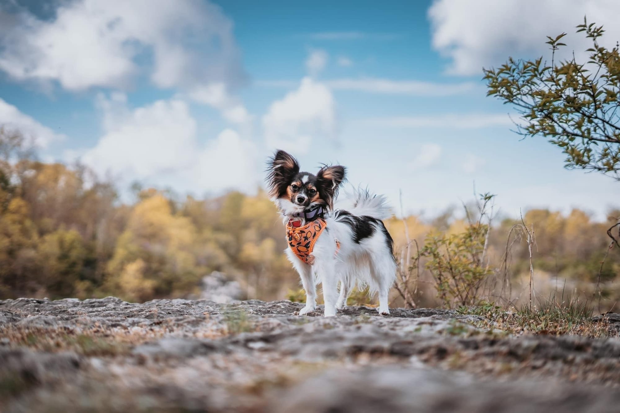 J’Adore Life’s Perfect Journey BN CD RE FDC XF AX AXJ CAA FCAT CGCA CGCU TKA RATS VHMA FTI DN DJ SSB VPA VSWB