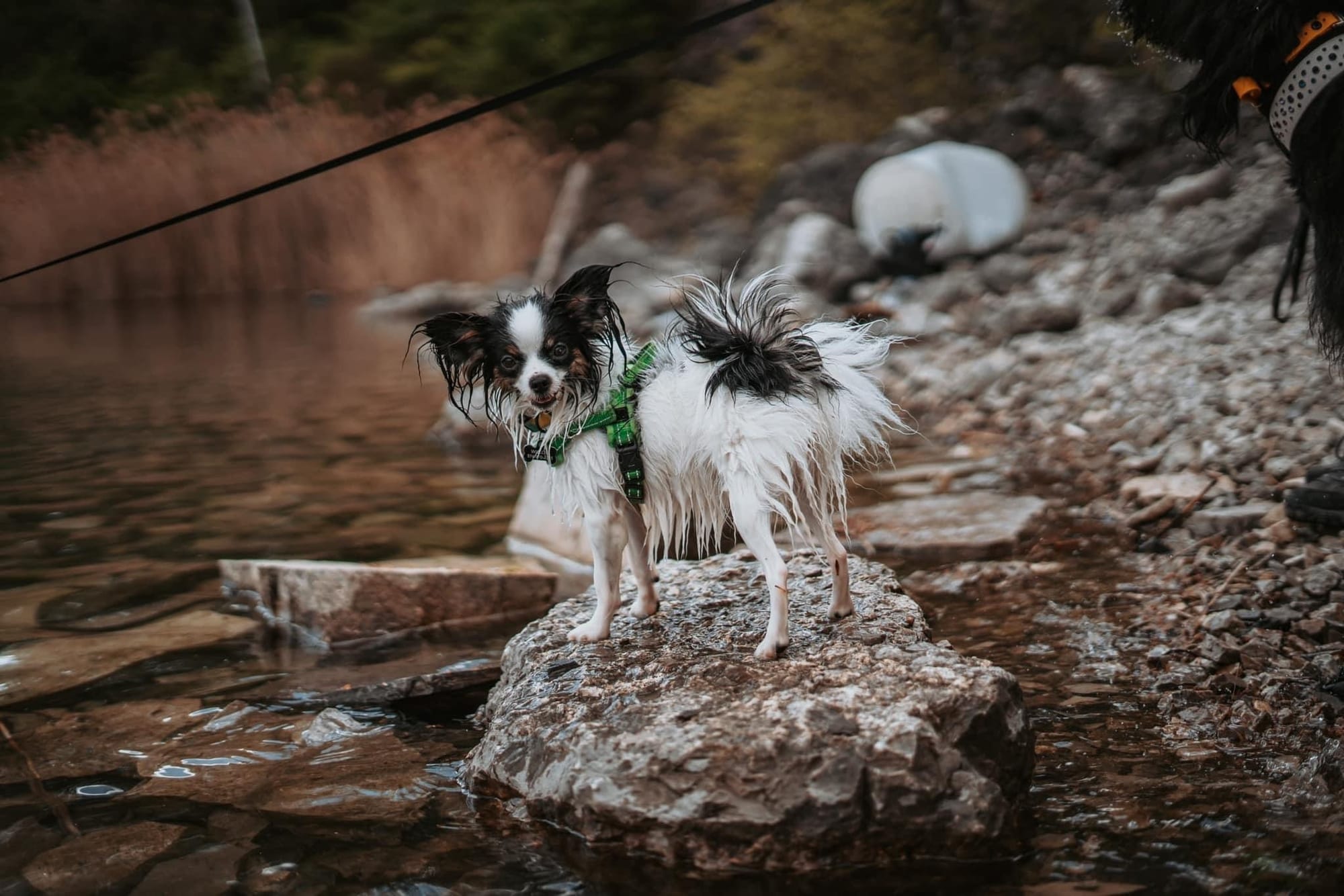 Perfect Love Like The Wind FDC BCAT TKN ATT RATN CA