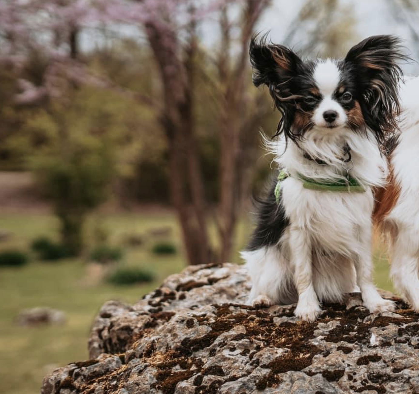 Perfect Love Like The Wind FDC BCAT TKN ATT RATN CA