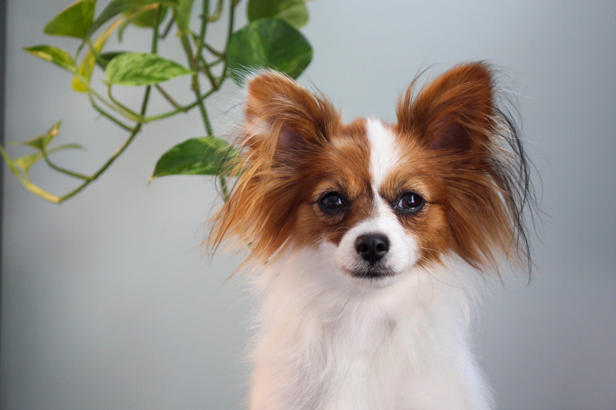 Larvae’s Evening Of The Perfect Day FDC TKN ATT RATO DN DJ