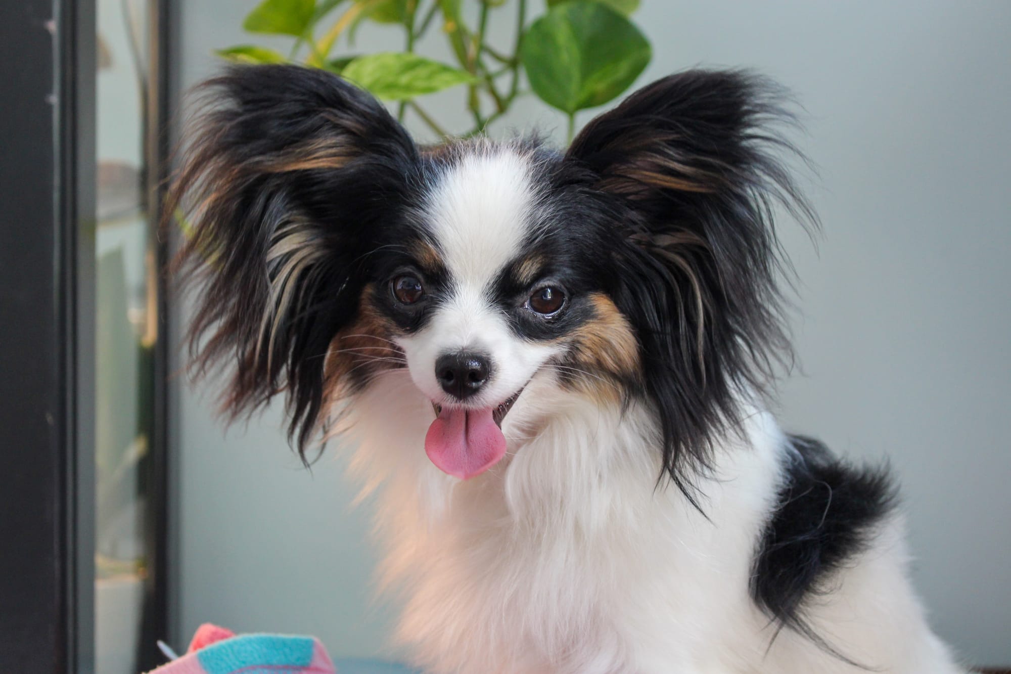 Perfect Love Like The Wind FDC BCAT TKN ATT RATN CA