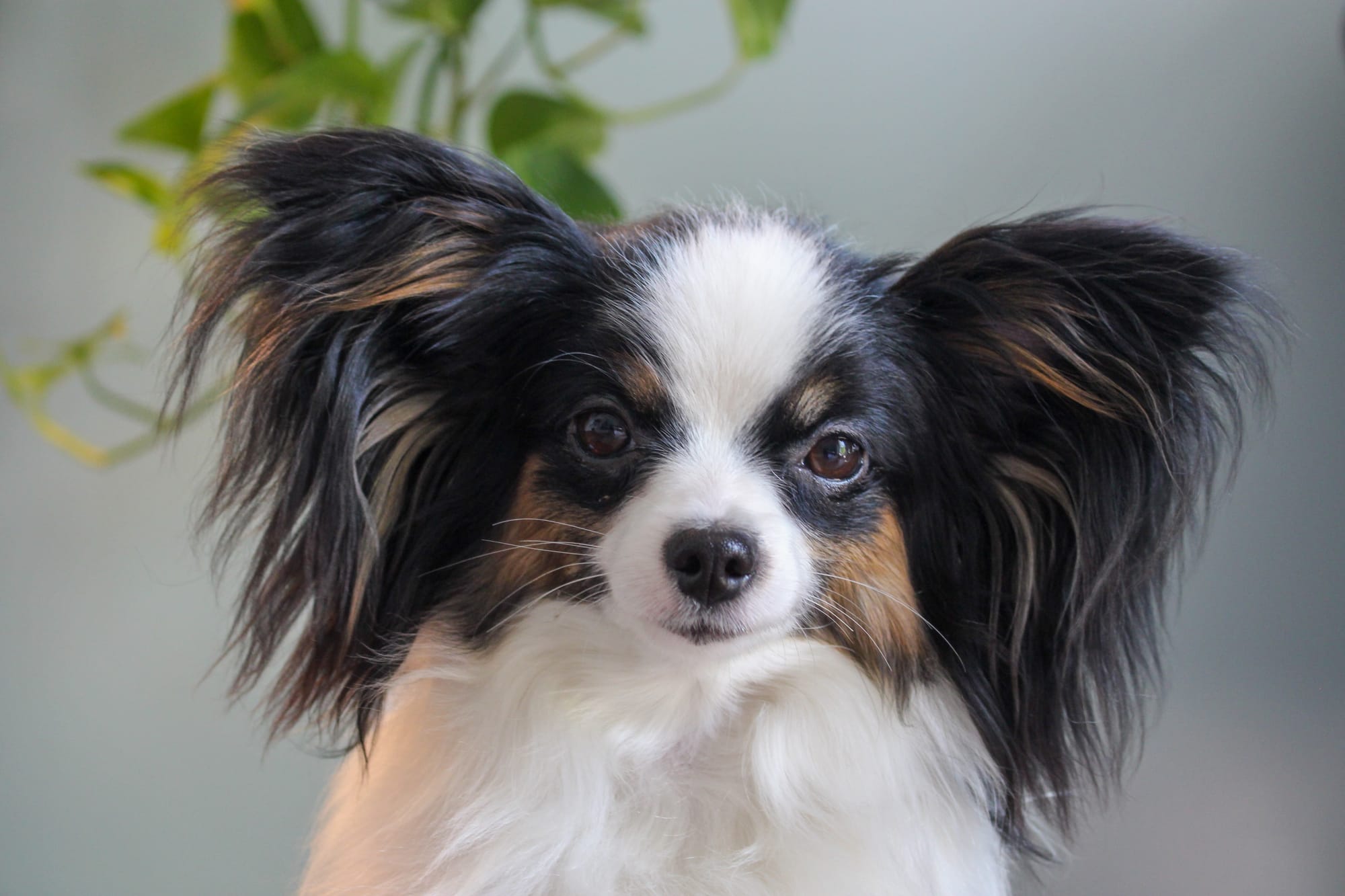 Perfect Love Like The Wind FDC BCAT TKN ATT RATN CA