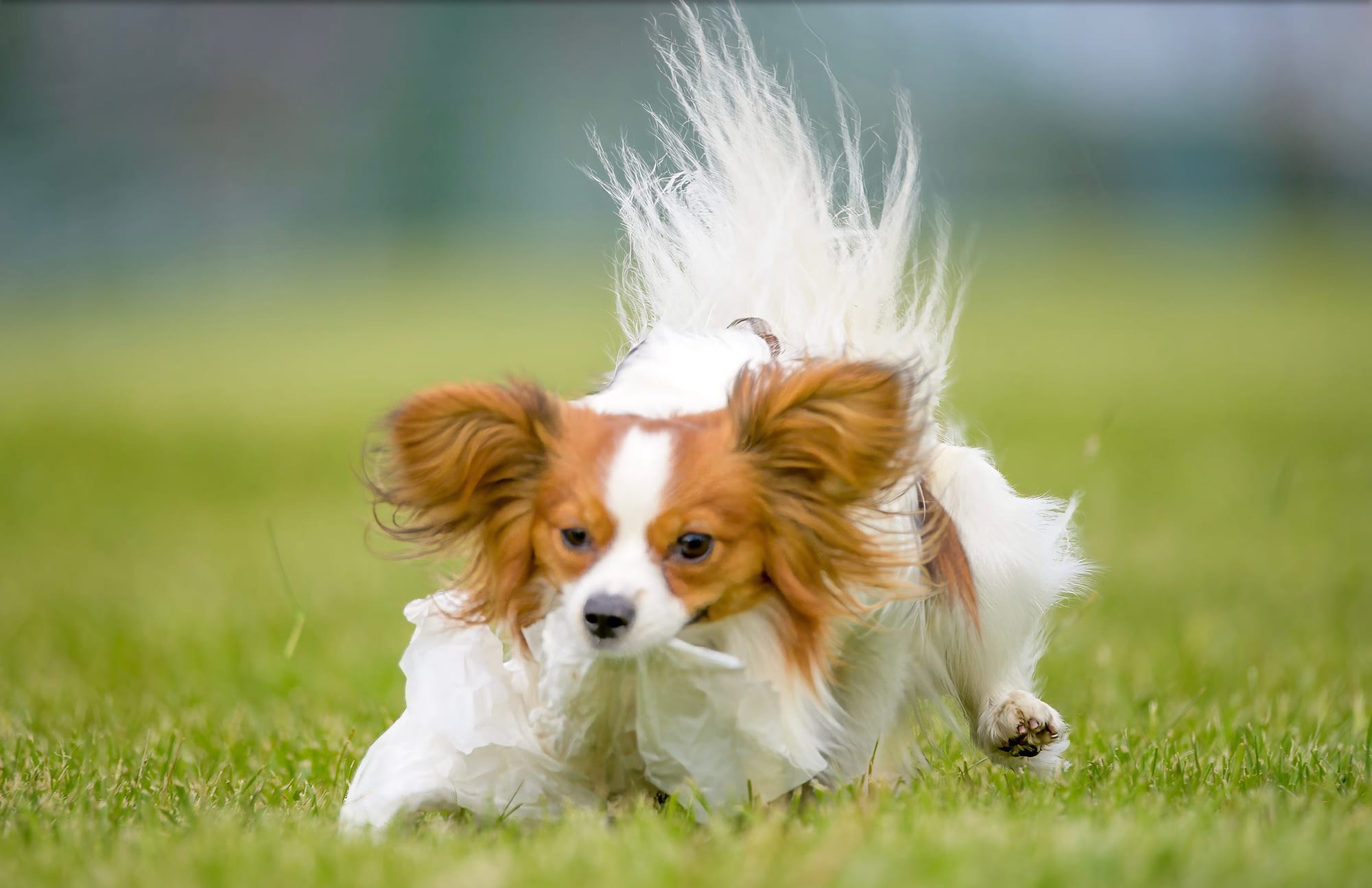 J’Adore Zelicaon Walter’s Perfect Memory FDC FCAT TKN ATT RATS FTI CAA