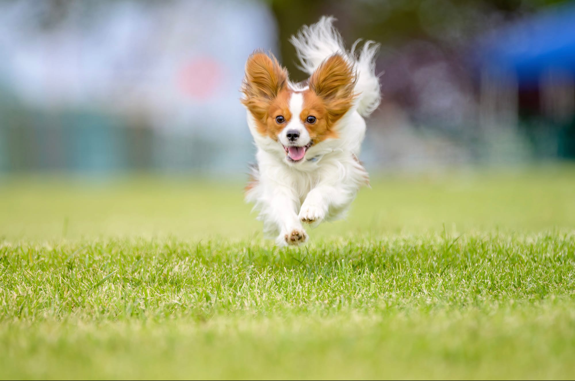 J’Adore Zelicaon Walter’s Perfect Memory FDC FCAT TKN ATT RATS FTI CAA