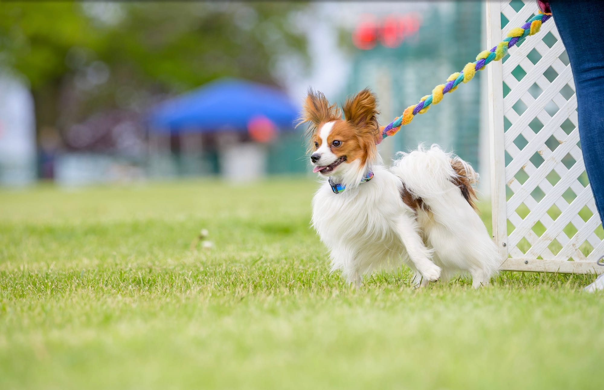 J’Adore Zelicaon Walter’s Perfect Memory FDC FCAT TKN ATT RATS FTI CAA