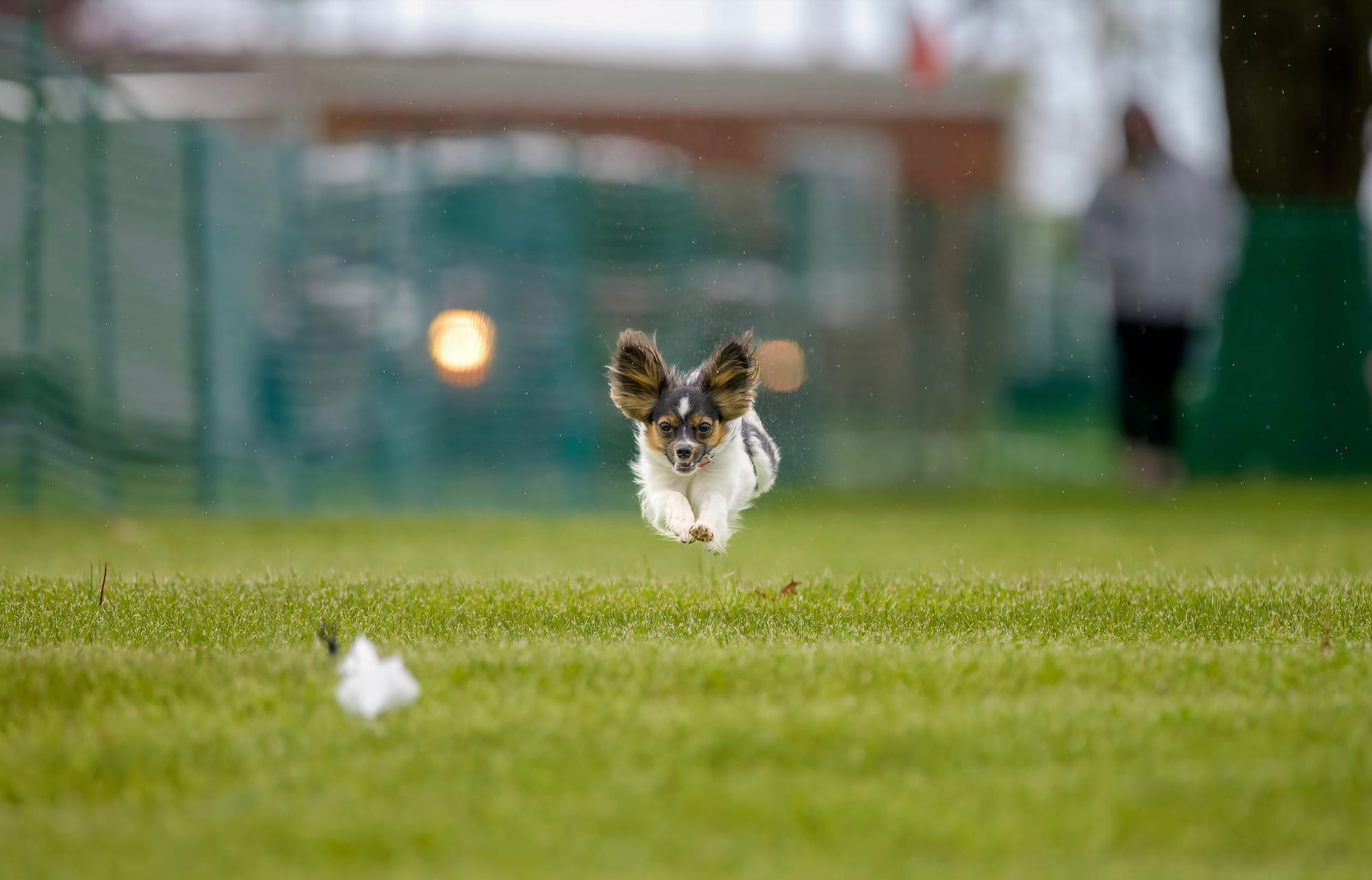 J’Adore Life’s Perfect Journey BN CD RE FDC XF AX AXJ CAA FCAT CGCA CGCU TKA RATS VHMA FTI DN DJ SSB VPA VSWB