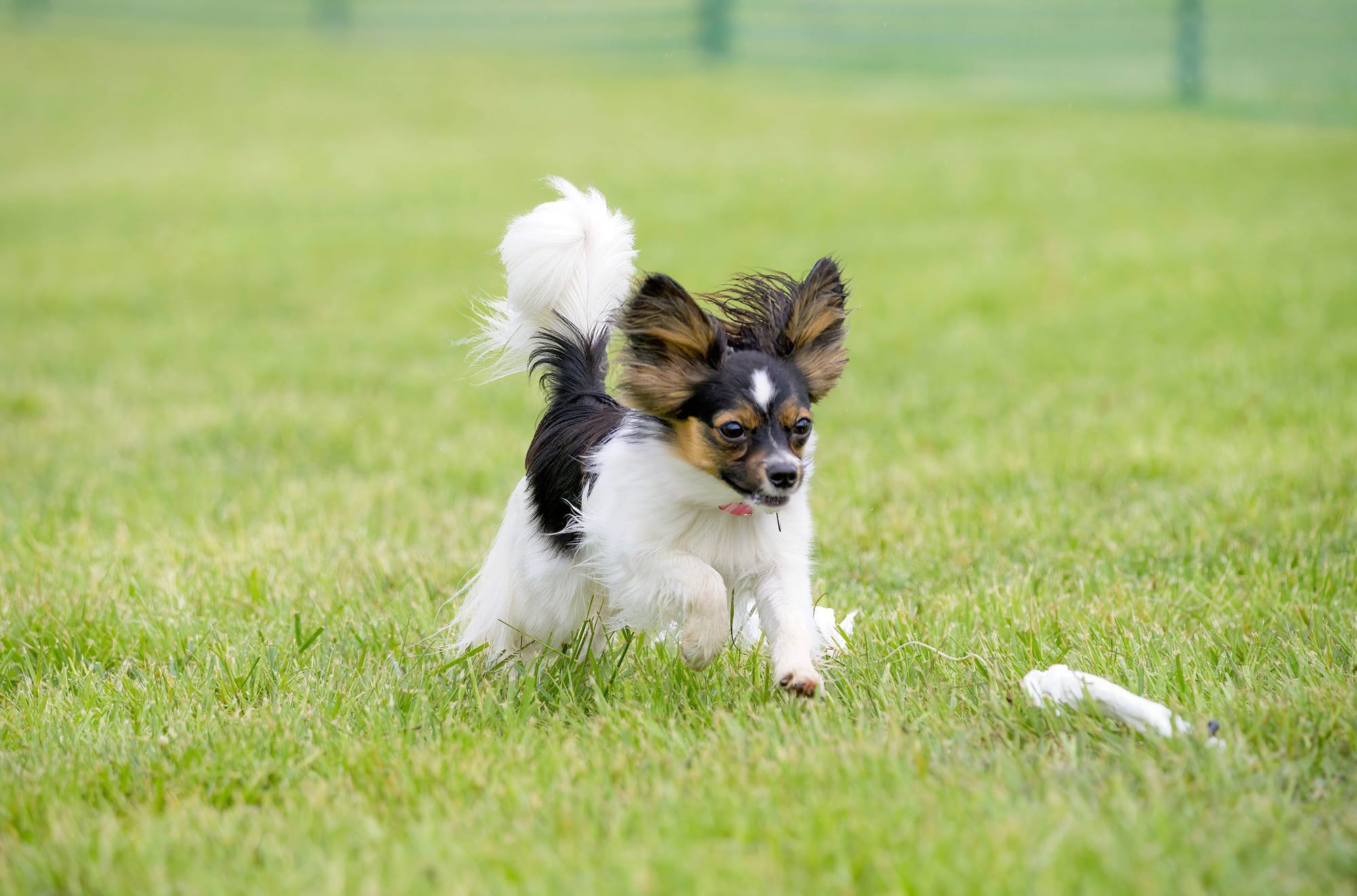 J’Adore Life’s Perfect Journey BN CD RE FDC XF AX AXJ CAA FCAT CGCA CGCU TKA RATS VHMA FTI DN DJ SSB VPA VSWB