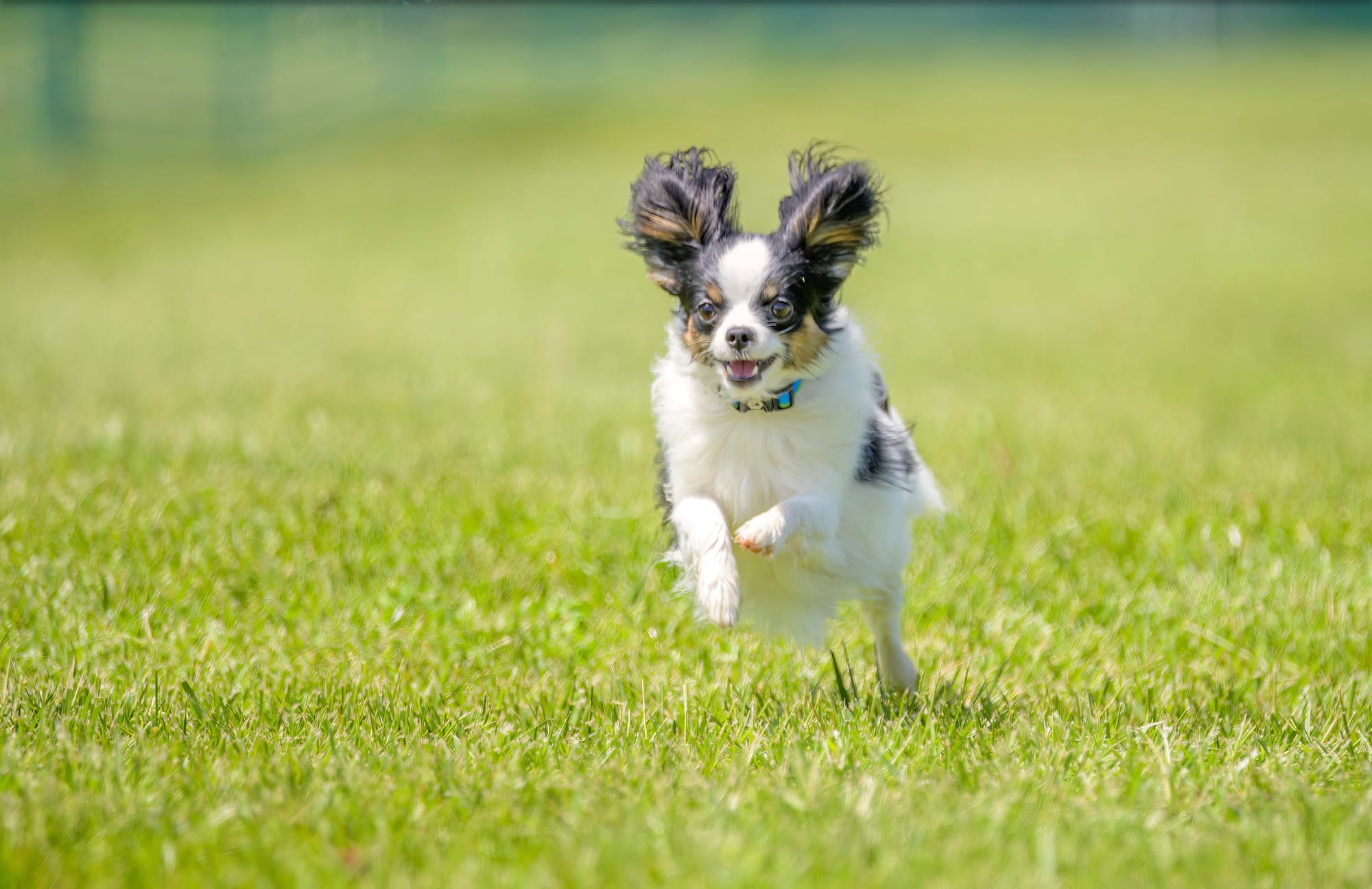 Perfect Love Like The Wind FDC BCAT TKN ATT RATN CA